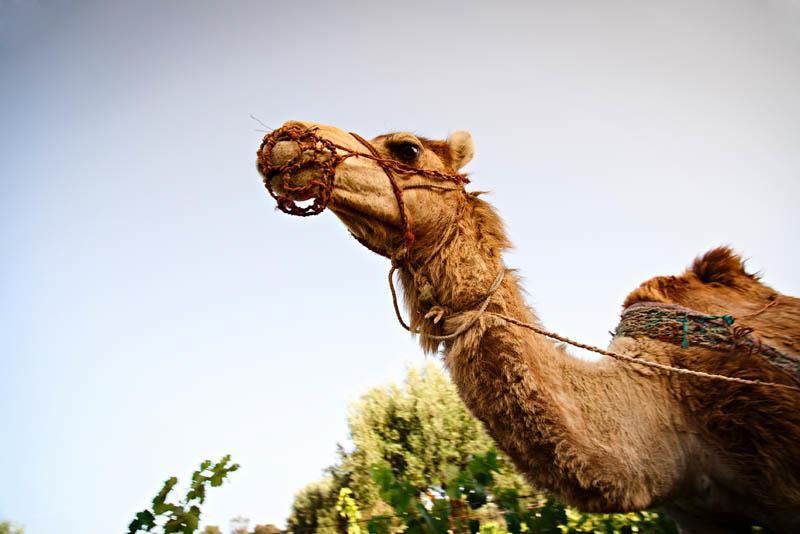 Ryad De Vignes " Le Val D'Argan " Ounara エクステリア 写真