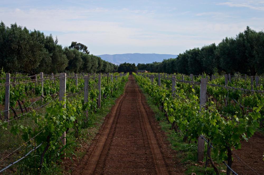 Ryad De Vignes " Le Val D'Argan " Ounara エクステリア 写真